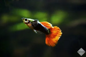 15 Fascinating Facts About Guppies Every Aquarium Enthusiast Should Know - image 12
