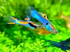 15 Fascinating Facts About Guppies Every Aquarium Enthusiast Should Know - image 0