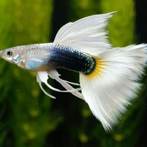 15 Fascinating Facts About Guppies Every Aquarium Enthusiast Should Know - image 7