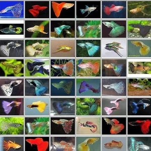 15 Fascinating Facts About Guppies Every Aquarium Enthusiast Should Know - image 13