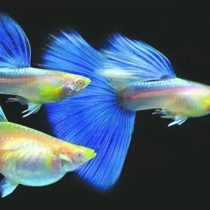 15 Fascinating Facts About Guppies Every Aquarium Enthusiast Should Know - image 9