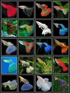 15 Fascinating Facts About Guppies Every Aquarium Enthusiast Should Know - image 1