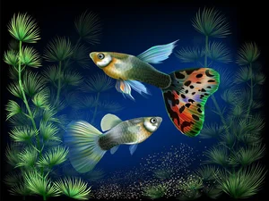 15 Fascinating Facts About Guppies Every Aquarium Enthusiast Should Know - image 3