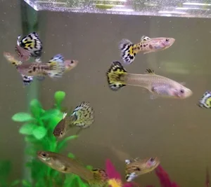 15 Fascinating Facts About Guppies Every Aquarium Enthusiast Should Know - image 10