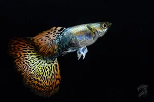 15 Fascinating Facts About Guppies Every Aquarium Enthusiast Should Know - image 5