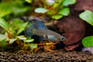 15 Fascinating Facts About Guppies Every Aquarium Enthusiast Should Know - image 14