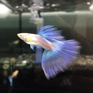 15 Fascinating Facts About Guppies Every Aquarium Enthusiast Should Know - image 4