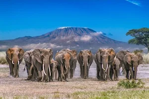 Exploring the Unique Wonders of Africa's Most Majestic National Park - image 4