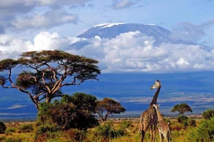 Exploring the Unique Wonders of Africa's Most Majestic National Park - image 2