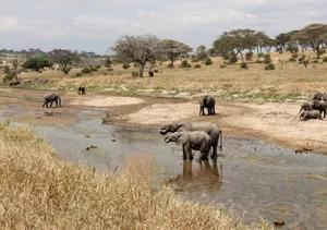 Exploring the Unique Wonders of Africa's Most Majestic National Park - image 0