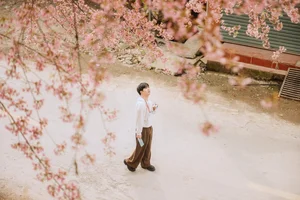 Stunning Cherry Blossoms Paint Tuyen Quang Pink: A Must-Visit Destination - image 4