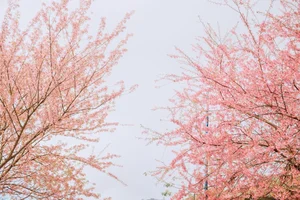 Stunning Cherry Blossoms Paint Tuyen Quang Pink: A Must-Visit Destination - image 8
