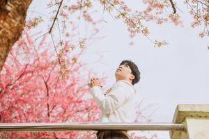 Stunning Cherry Blossoms Paint Tuyen Quang Pink: A Must-Visit Destination - image 6