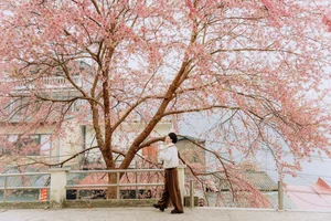 Stunning Cherry Blossoms Paint Tuyen Quang Pink: A Must-Visit Destination - image 3