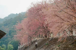 Stunning Cherry Blossoms Paint Tuyen Quang Pink: A Must-Visit Destination - image 7