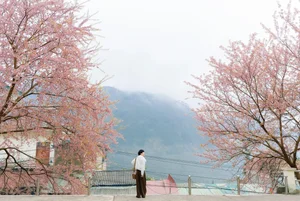 Stunning Cherry Blossoms Paint Tuyen Quang Pink: A Must-Visit Destination - image 10