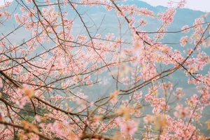 Stunning Cherry Blossoms Paint Tuyen Quang Pink: A Must-Visit Destination - image 1