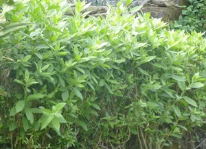 3 Rare Hedge Leaves Transformed into Gourmet Delicacies Worth Their Weight in Gold - image 7
