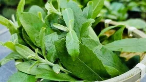 3 Rare Hedge Leaves Transformed into Gourmet Delicacies Worth Their Weight in Gold - image 6