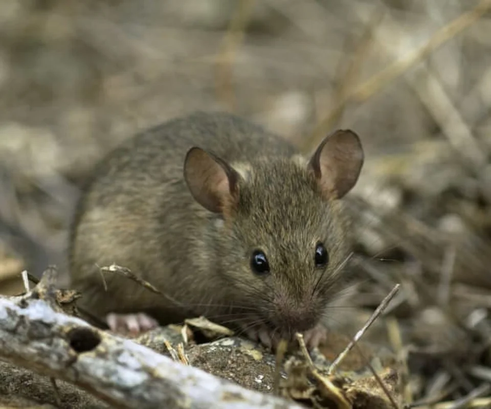 Shortest Lifespans in the Animal Kingdom: Nature's Briefest Lives