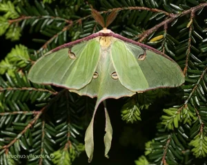 Shortest Lifespans in the Animal Kingdom: Nature's Briefest Lives - image 4