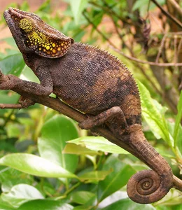 Shortest Lifespans in the Animal Kingdom: Nature's Briefest Lives - image 6