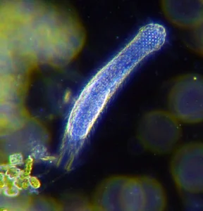 Shortest Lifespans in the Animal Kingdom: Nature's Briefest Lives - image 5