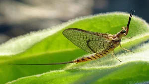 Shortest Lifespans in the Animal Kingdom: Nature's Briefest Lives - image 2