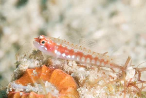 Shortest Lifespans in the Animal Kingdom: Nature's Briefest Lives - image 7