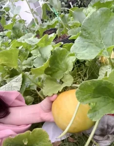 Inside Miss Phuong Le’s $8 Million Luxury Villa and Her Incredible Organic Vegetable Garden - image 1
