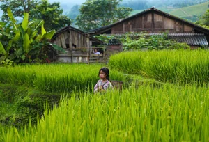 Sapa Travel Guide: Discovering the Lush Green Beauty of Hoang Lien Son - image 7