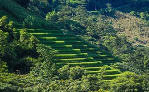 Sapa Travel Guide: Discovering the Lush Green Beauty of Hoang Lien Son - image 5