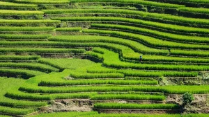 Sapa Travel Guide: Discovering the Lush Green Beauty of Hoang Lien Son - image 6