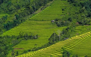 Sapa Travel Guide: Discovering the Lush Green Beauty of Hoang Lien Son - image 10