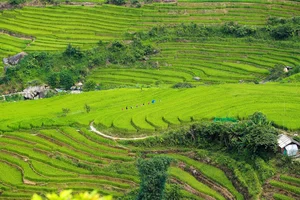 Sapa Travel Guide: Discovering the Lush Green Beauty of Hoang Lien Son - image 9