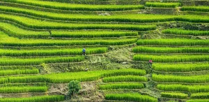 Sapa Travel Guide: Discovering the Lush Green Beauty of Hoang Lien Son - image 0