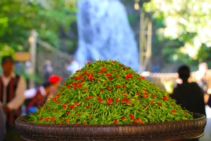 The Rare Wild Forest Fruit Selling for Half a Million VND Per Kilogram - image 3