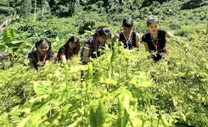 The Rare Wild Forest Fruit Selling for Half a Million VND Per Kilogram - image 4