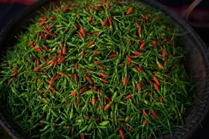The Rare Wild Forest Fruit Selling for Half a Million VND Per Kilogram - image 7