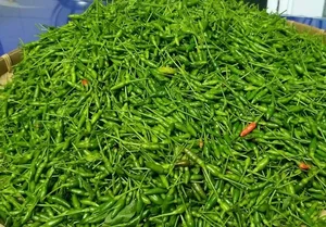 The Rare Wild Forest Fruit Selling for Half a Million VND Per Kilogram - image 6