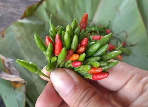 The Rare Wild Forest Fruit Selling for Half a Million VND Per Kilogram - image 0