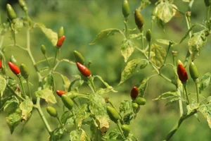 The Rare Wild Forest Fruit Selling for Half a Million VND Per Kilogram - image 9