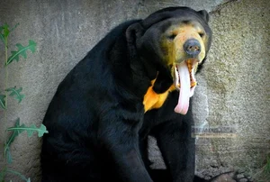 The World's Smallest Bear: A Unique Species Native to Vietnam - image 3