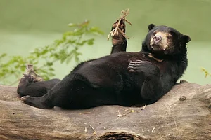 The World's Smallest Bear: A Unique Species Native to Vietnam - image 4