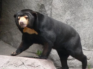 The World's Smallest Bear: A Unique Species Native to Vietnam - image 6
