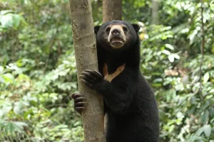 The World's Smallest Bear: A Unique Species Native to Vietnam - image 2