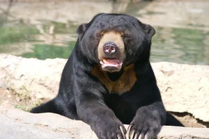 The World's Smallest Bear: A Unique Species Native to Vietnam - image 1