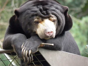 The World's Smallest Bear: A Unique Species Native to Vietnam - image 8