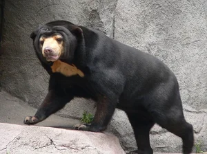 The World's Smallest Bear: A Unique Species Native to Vietnam - image 7