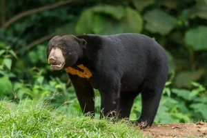 The World's Smallest Bear: A Unique Species Native to Vietnam - image 0